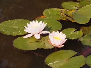 hasedera2010_0005.JPG