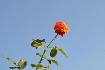 Hagigadar