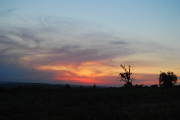 Vecenia