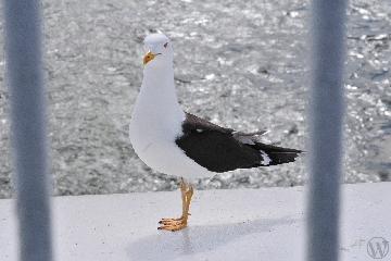 muzeu_2004_0027