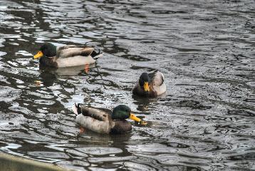 Garden_2019_0062