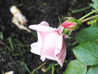 sigtuna_2014_0087